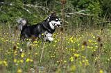 ALASKAN MALAMUTE 358
